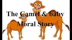 Once they reached the sugarcane field, the jackal hurriedly ate up all the sugarcane before the camel could lay his hands on even one. The Camel And Baby Moral Story For Children S Youtube