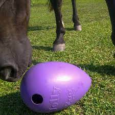Licking horse balls