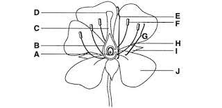 On this page, we will learn about what is a plant cell, definition, structure, model, labeled plant cell diagram, its cell organelles and the difference between plant cell and animal cell. Plant Quiz Anatomy Of A Flower Proprofs Quiz