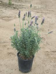 Image result for Lavandula dentata