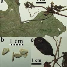 Image result for Coccinia mildbraedii