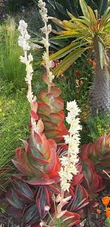 Paddle Plant With Flower Kalanchoe Thyrsiflora 15826155 362097137497037 9104201948857482632 N Jpg 467 960 Paddle Plant Unusual Plants Plants