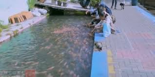 Karang Taruna Ini Sulap Selokan Kumuh Jadi Kolam Ikan Angkat Perekonomian Warga Merdeka Com