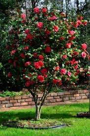 Camellia Japonica Kramer S Supreme Google Search Camellia Plant Flowering Trees Camelia Tree