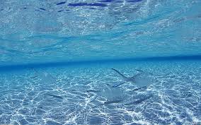 We have a massive amount of desktop and mobile backgrounds. Ocean Computer Backgrounds 1080p 2k 4k 5k Hd Wallpapers Free Download Wallpaper Flare