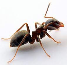 Semut adalah serangga yang paling sering kita jumpai di mana saja. Fakta Tentang Semut Hitam Kebun Lasius Niger Karakteristik Semut Hitam Taman