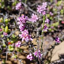 Image result for Selago viscosa