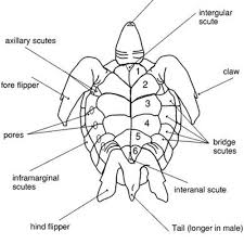 Jin kura kura photos facebook tortoise gambar kura kura kartun hitam putih clipart Stream Kura Kura Cinta By Kancingkuning Listen Online For Free On Soundcloud