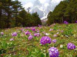 Best time to visit lachung/yumthang. Sikkims Valley Of Flowers Yumthang Northsikkim Tripoto