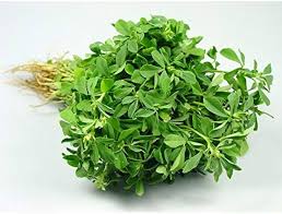 Image result for Trigonella