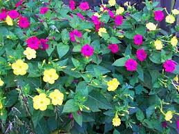 Pin On Flower Beds Yard