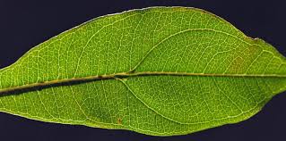 Image result for Xyris natalensis