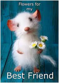 Pin By Britta Makinen On Friendship 9 Animals Felt Animals Birthday Humor