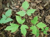Image result