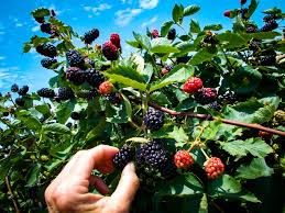 As blackberry plants are native to the uk, they will not be die in the cold. Navaho Thornless Blackberry Bushes For Sale The Tree Center