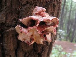 Image result for Merulius incarnatus