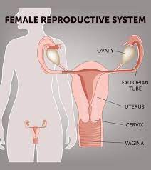 Collectively, this region is called the vulva. Female Reproductive System Anatomy Diagram Parts Function