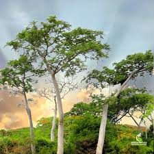 Image result for Carissa tetramera