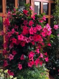 Image result for foto moud Forsterův