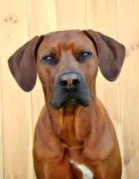 Es wird wert auf eine gleichmäßige wirbelverteilung und einen sauber, gleichmäßig abgezeichneten ridge gelegt. Sundays River Sundays River Rhodesian Ridgebacks Zucht Illingen Saarland