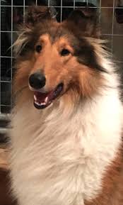 Browse our reputable breeders in pa, ohio, indiana and more. Collie Puppies For Sale Pittsburgh Pa 269692 Petzlover