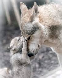 Baby And Mother Wolf Animals Beautiful Dog Breeds Animals