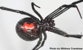 See medical images of dangerous spider bites that can turn the bite of a black widow spider is dangerous because it can affect a person's nervous system. Black Widow Spider Males Prefer Well Fed Virgin Females
