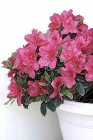 How To Care For Azalea In Planters Guide To Growing Azaleas In Containers Azalea Flower Azaleas Care Plants