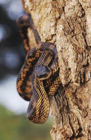 The southeast texas poster displays the subspecies found in that area. Common Snakes Of Texas Texas Co Op Power