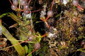 Image result for Agelanthus myrsinifolius