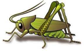 Cricket & grasshopper as animal spirit guides can also help when it feels like people aren't understanding what you're trying to communicate. Fun And Educational Song About Crickets Cricket Insect Insect Clipart Grasshopper