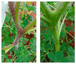 Image result for Cleome gynandra