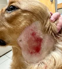 Image result for hotspot dogs