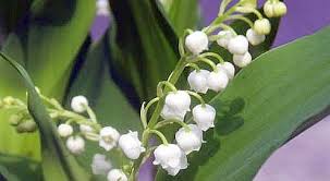 Bouquet de muguet et traditions. Le Muguet En Ligne S Arrache