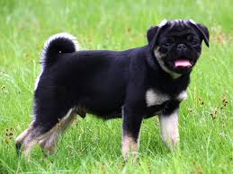 Black And Tan Pug Black And Tan Pug Little Stars Breed Of Pugs And French Bulldogs In Rare Colours Pugs Puggle Dog Life