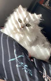 What is average lifespan for an indoor female cat? All Persian Cats Are Welcome