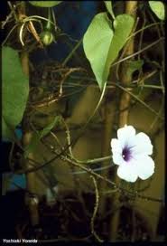 Image result for Ipomoea turbinata