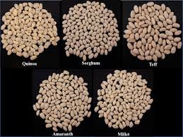 Image result for Eragrostis tef
