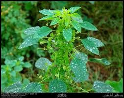 Image result for Acalypha fruticosa