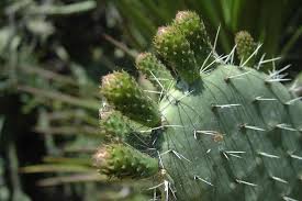 Los cactus se han adaptado haciendo fotosíntesis por la noche y cerrando los estomas (poros en las hojas) durante el día para minimizar la pérdida de agua. Opuntia Wikipedia La Enciclopedia Libre