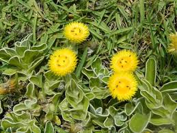 Image result for Helichrysum aureum