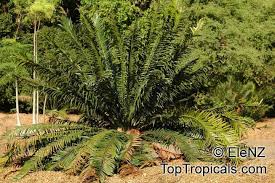Image result for Encephalartos aplanatus