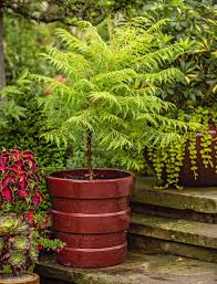 Pflanzen Als Sichtschutz Fur Die Terrasse Im Kubel Schone Ideen Topf Und Kubelpflanzen Gartencontainer Kubelpflanzen Winterhart