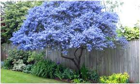 How trees help protect your privacy. 28 Best Collection Good Trees For Privacy Pelaburemasperak Com Plants Small Garden Uk Small Gardens