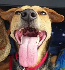 What causes elevated heart rate in dogs? When A Dog S Heart Is Beating Fast Tachycardia Dog Discoveries