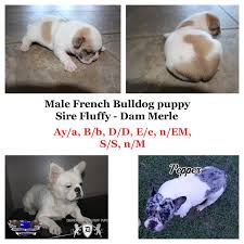 All our puppies come with a one year guarantee. Merle French Bulldog Puppies