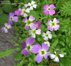 Image result for Malcolmia maritima