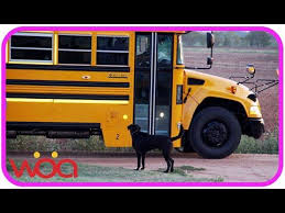 Fearless Cats 29 Cats Who Are Totally Badass Epic Laughs Cute Dogs Wait Kids Going Home On The School Bus Funny Dog Loves Baby Video Dog Waiting Funny Dogs Funny Dog Videos