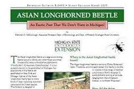 It is able to attack seemingly healthy trees from multiple generations. Asian Longhorned Beetle An Exotic Pest That We Don T Want In Michigan E2693 Msu Extension