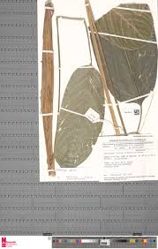 Image result for Halopegia azurea